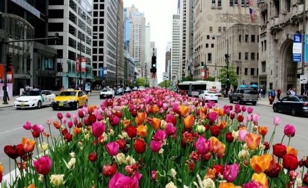 Read more about the article Photography Features – On the River/Chicago in Spring